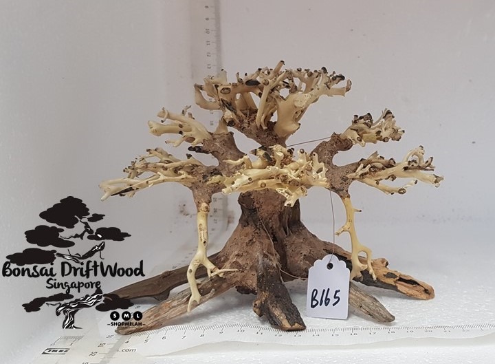 Bonsai Driftwood Tree Medium B165 Sold Or B167 Furniture Home Living Gardening Plants Seeds On Carousell