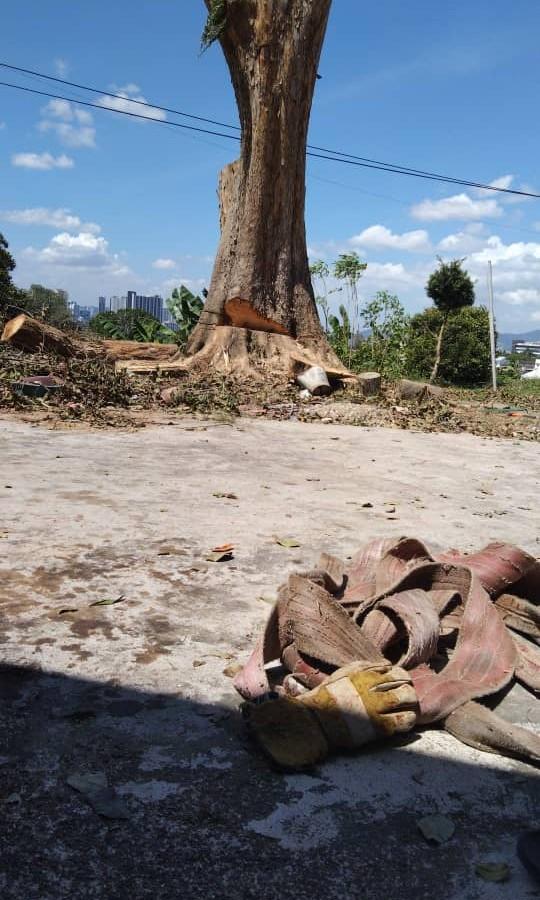 Khidmat Tebang Pokok Dan Pembersihan Kawasan Services Others On Carousell
