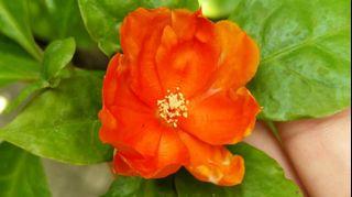 Pereskia bleo (Rose Cactus)