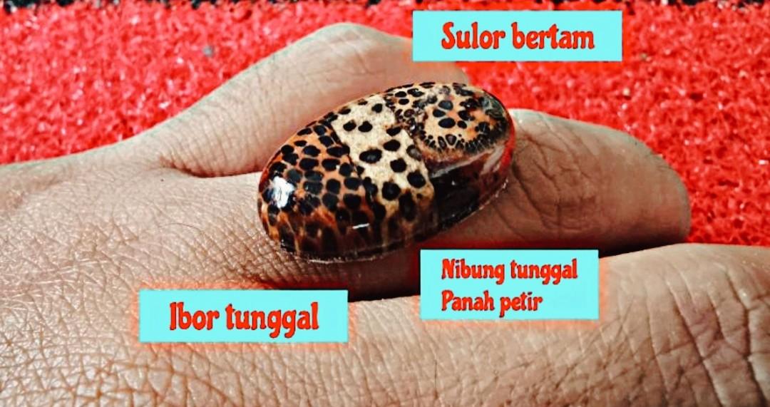 3 Pembisa Ibor Tunggal Nibong Tunggal Sulur Bertam Syifa Rawatan Rasuk Nonmedis Paranormal Spiritual Healing Minyak Pusaka Khodam Jinn Ruqyah Hobbies Toys Memorabilia Collectibles Religious Items On Carousell