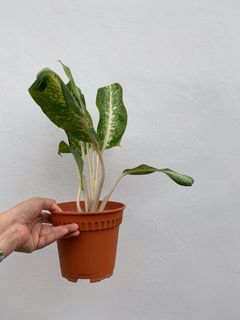 (Category: ) located in . Submitted by worldtreeplants (Listing ID 1082955621, Image 1). Description: .