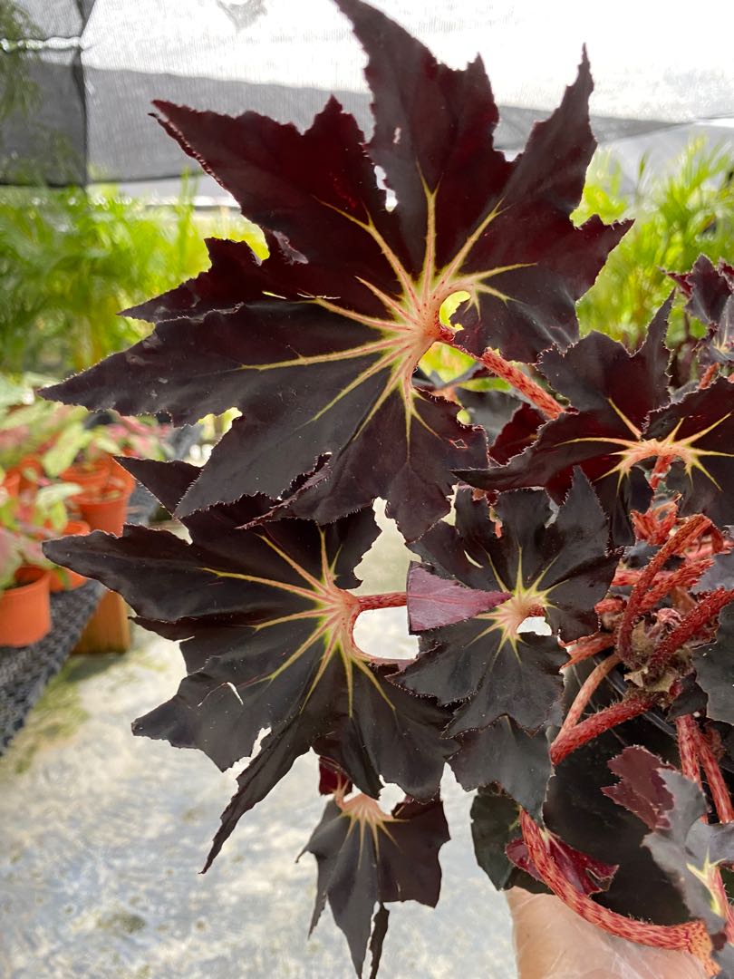 Begonia Black Fang Large Furniture Home Living Gardening Plants Seeds On Carousell