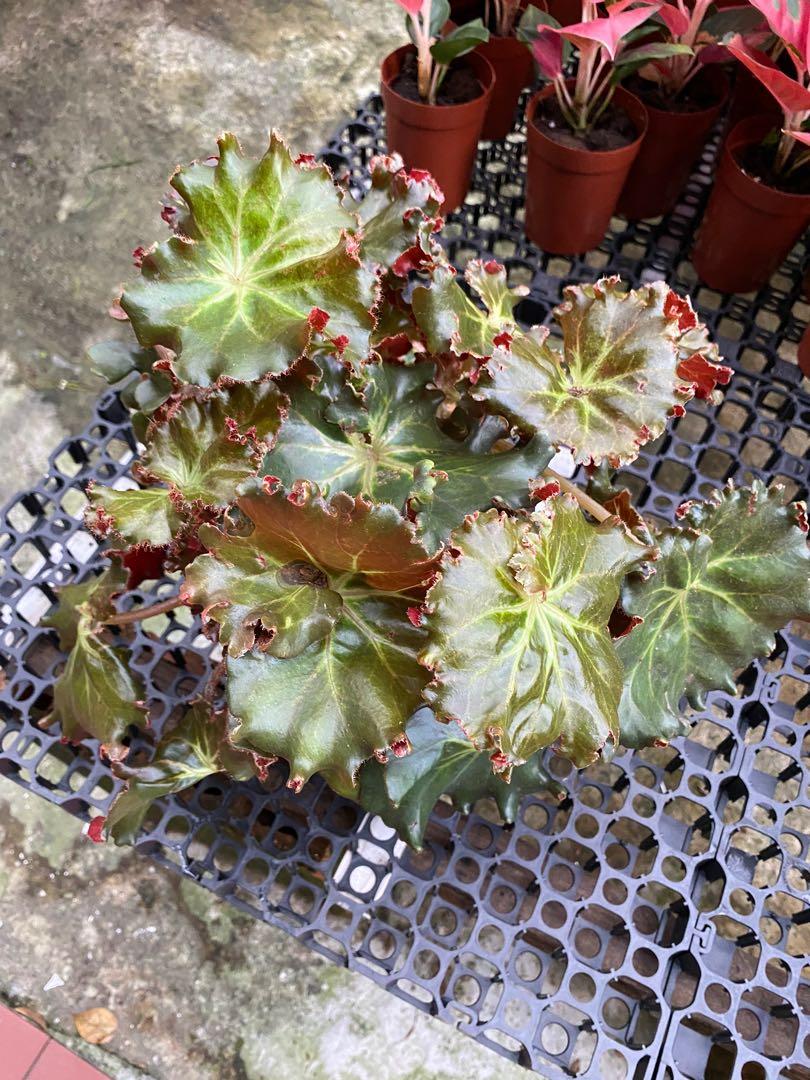 Begonia Erythrophylla ' Helix' Curly Leaf ( large), Furniture & Home  Living, Gardening, Plants & Seeds on Carousell