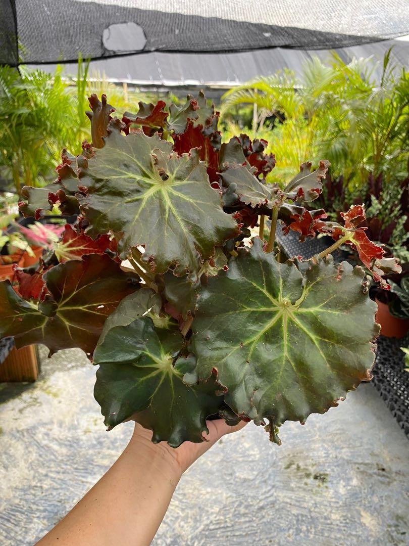 Begonia Erythrophylla ' Helix' Curly Leaf ( large), Furniture & Home  Living, Gardening, Plants & Seeds on Carousell