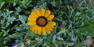 (Category: ) located in . Submitted by urban.cultivar (Listing ID 1082971974, Image 1). Description: .