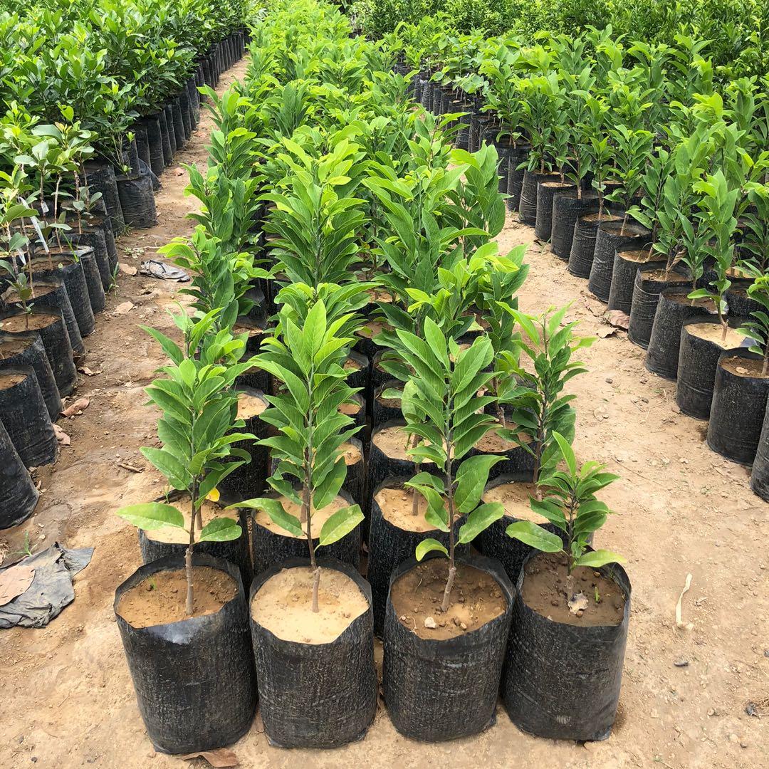 Seedless Atis (Category: Plants & Seeds) located in Calamba. Submitted by qualityfruittrees25 (Listing ID 1082985594, Image 2). Description: We give discount for bulk orders.