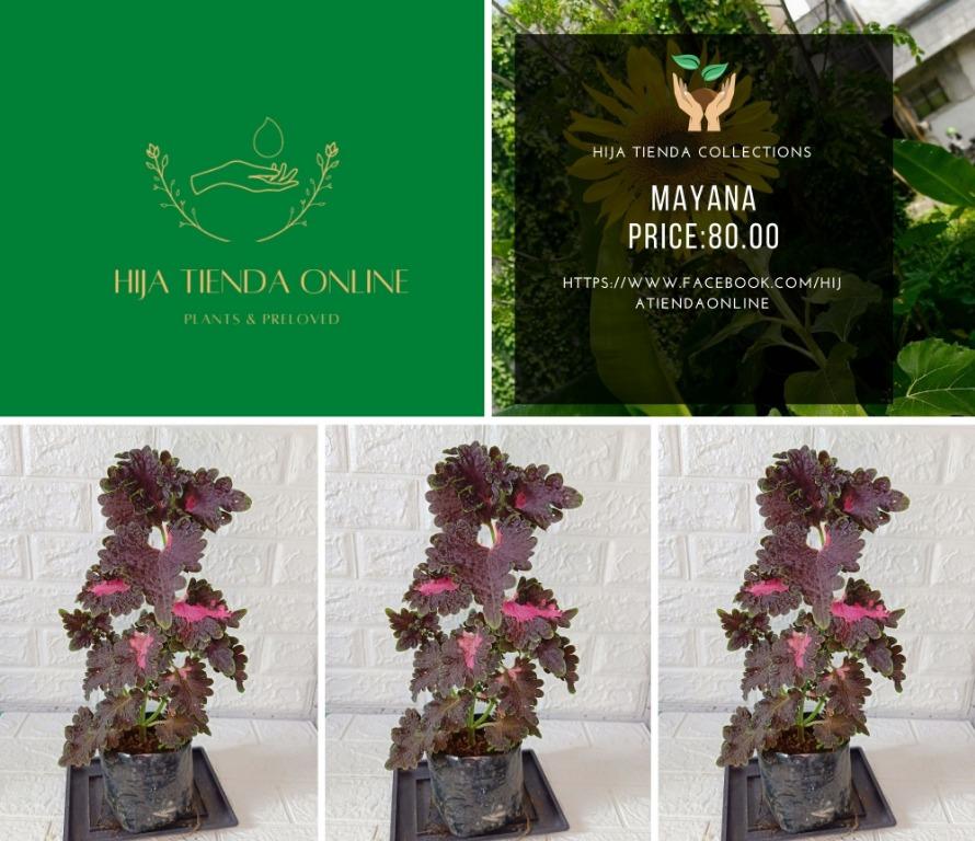 TAYTAY RIZAL MAYANA VARIETIES, Furniture & Home Living, Gardening