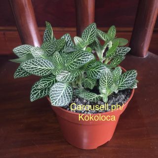 (Category: ) located in . Submitted by kokoloca (Listing ID 1082914559, Image 1). Description: .