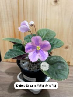 （分類：）位於 。 由 plantcific 提交（商品編號 1083052726，圖片 1）。簡介： 。