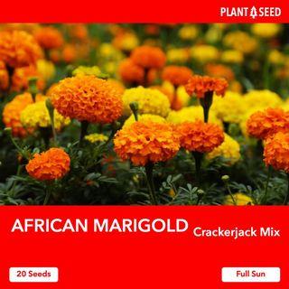 African Marigold Flower Seeds [20 Seeds]