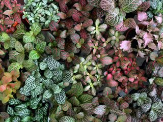 (Category: ) located in . Submitted by worldtreeplants (Listing ID 1083081529, Image 1). Description: .