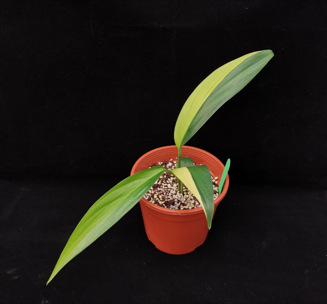 Epipremnum amplissimum variegata, Furniture & Home Living, Gardening