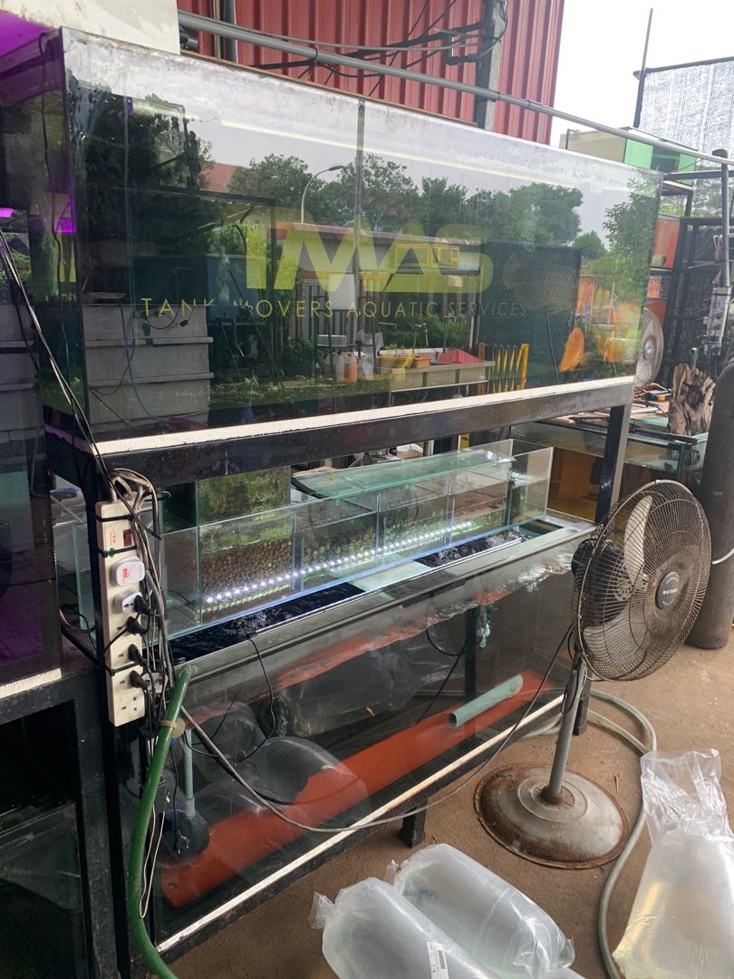 Fish, Pet Supplies, Pet Food on Carousell