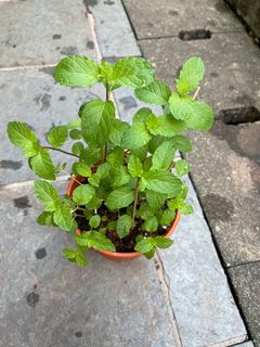 (Category: ) located in . Submitted by gardenertang (Listing ID 1083043957, Image 1). Description: .