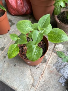 (Category: ) located in . Submitted by gardenertang (Listing ID 1083099850, Image 1). Description: .