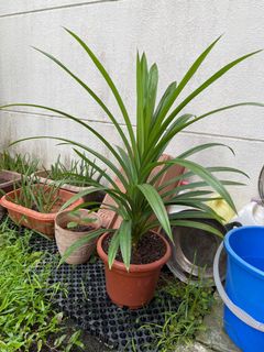(Category: ) located in . Submitted by gardenertang (Listing ID 1081083402, Image 1). Description: .