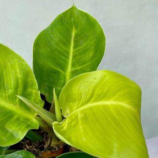 Philodendron Moonlight plant