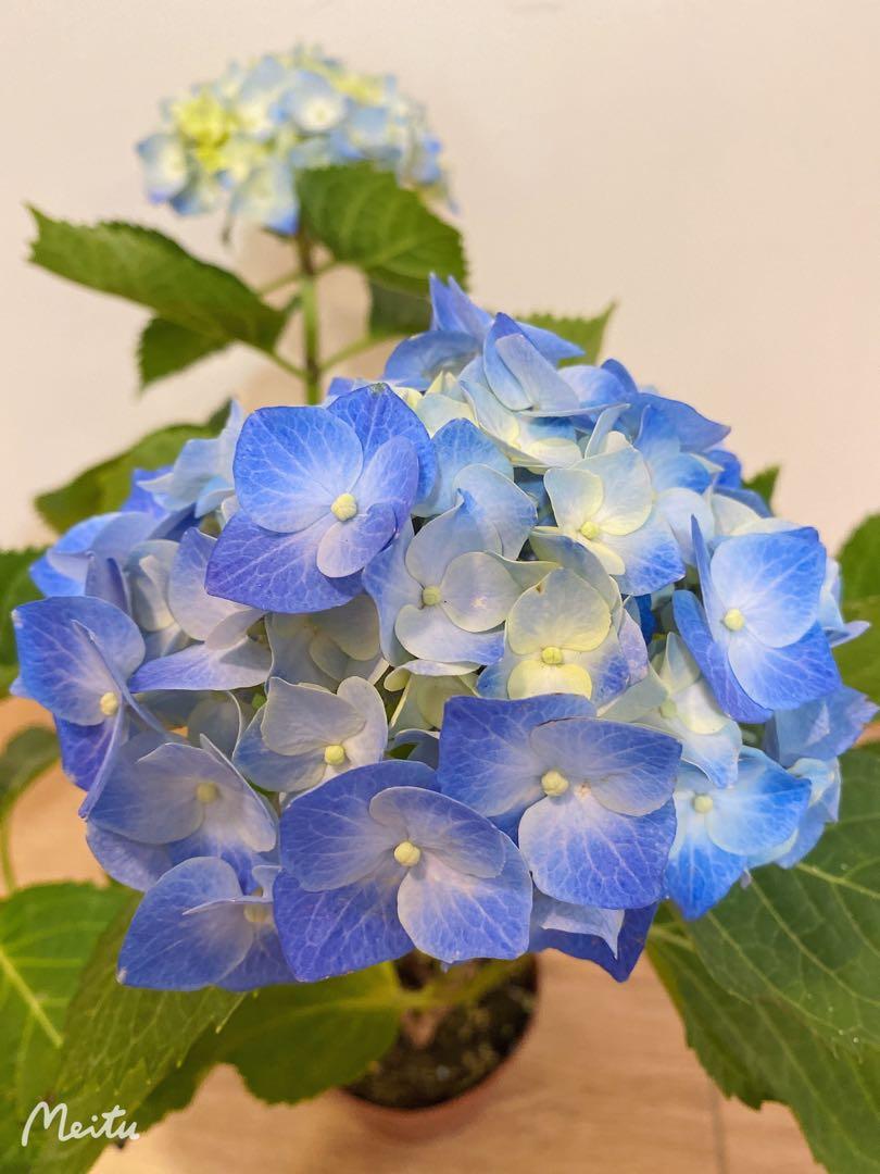 藍色繡球花 60 1盤 花名 貝拉 傢俬 家居 Gardening Plants Carousell