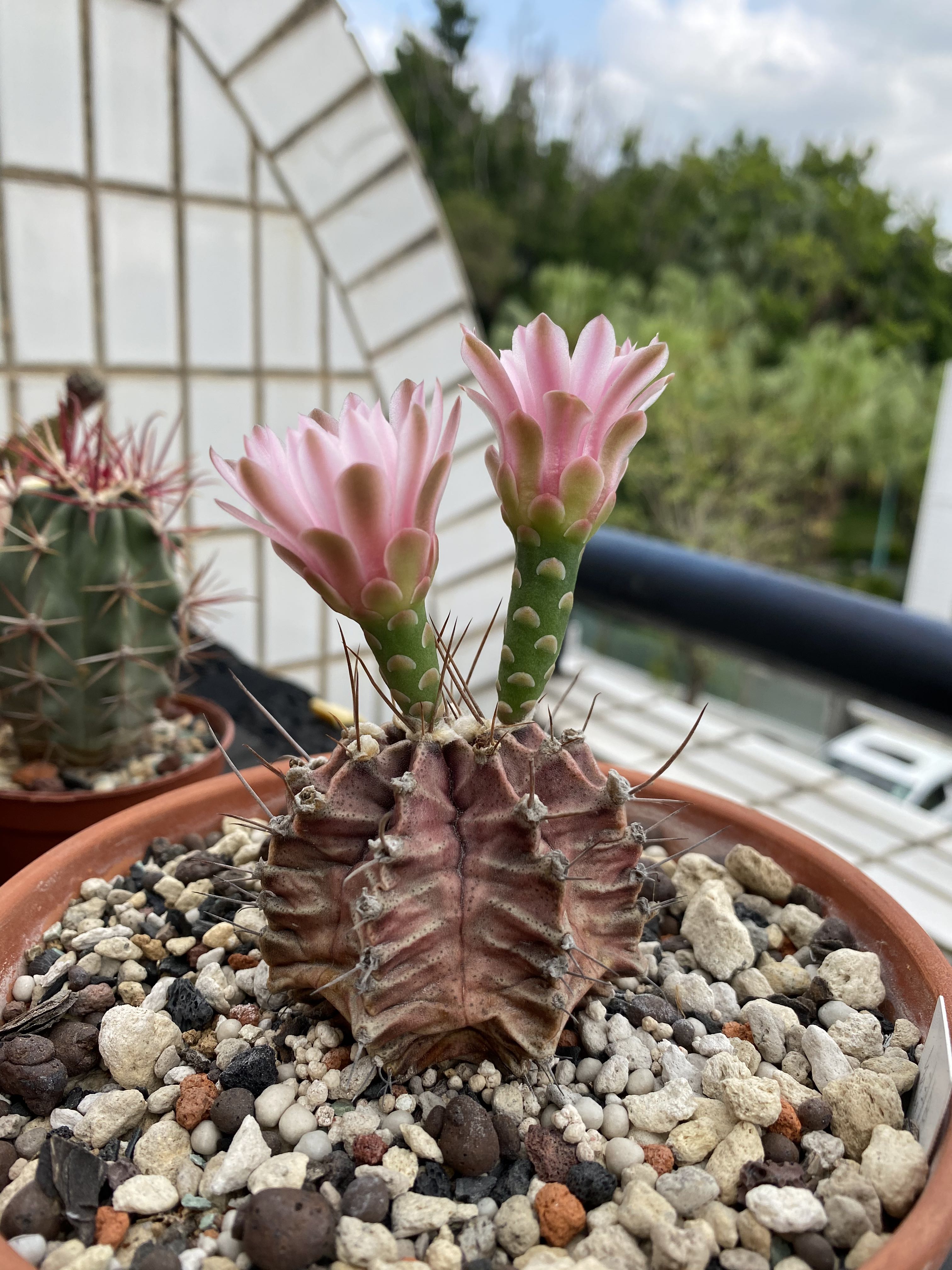 緋牡丹緋花玉多肉植物 有花 傢俬 家居 園藝 植物及種子 Carousell