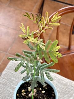 （分類：）位於 。 由 k.laplante 提交（商品編號 1083478045，圖片 1）。簡介： 。