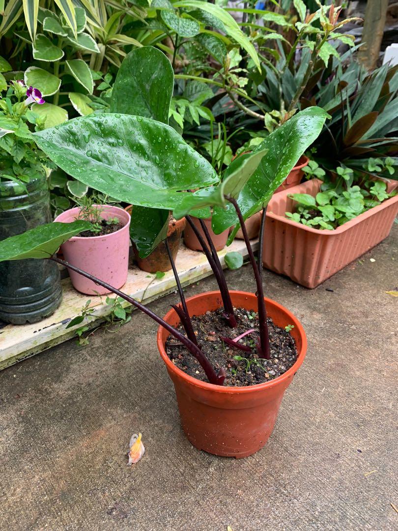 Alocasia Black Stemmed Elephant Ear, Furniture & Home Living, Gardening