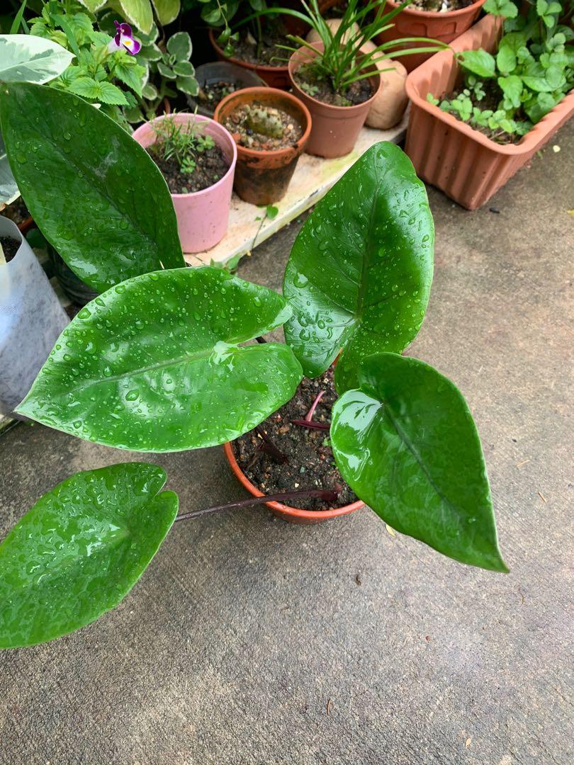 Alocasia Black Stemmed Elephant Ear, Furniture & Home Living, Gardening