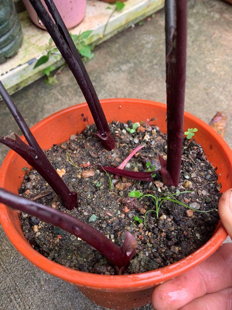 Alocasia Black Stemmed Elephant Ear, Furniture & Home Living, Gardening