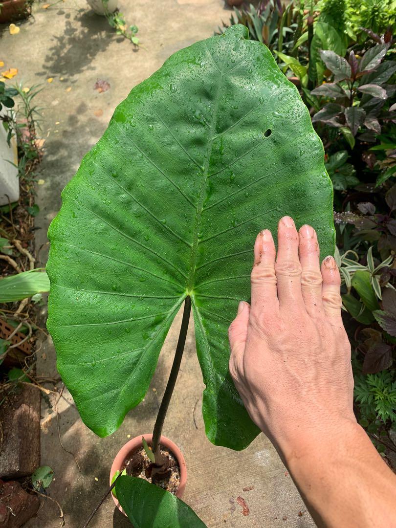 Alocasia macrorrhizos, Black Stemmed Elephant Ear (1m), Furniture