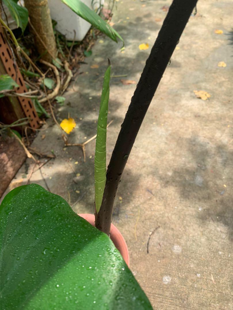 Alocasia macrorrhizos, Black Stemmed Elephant Ear (1m), Furniture