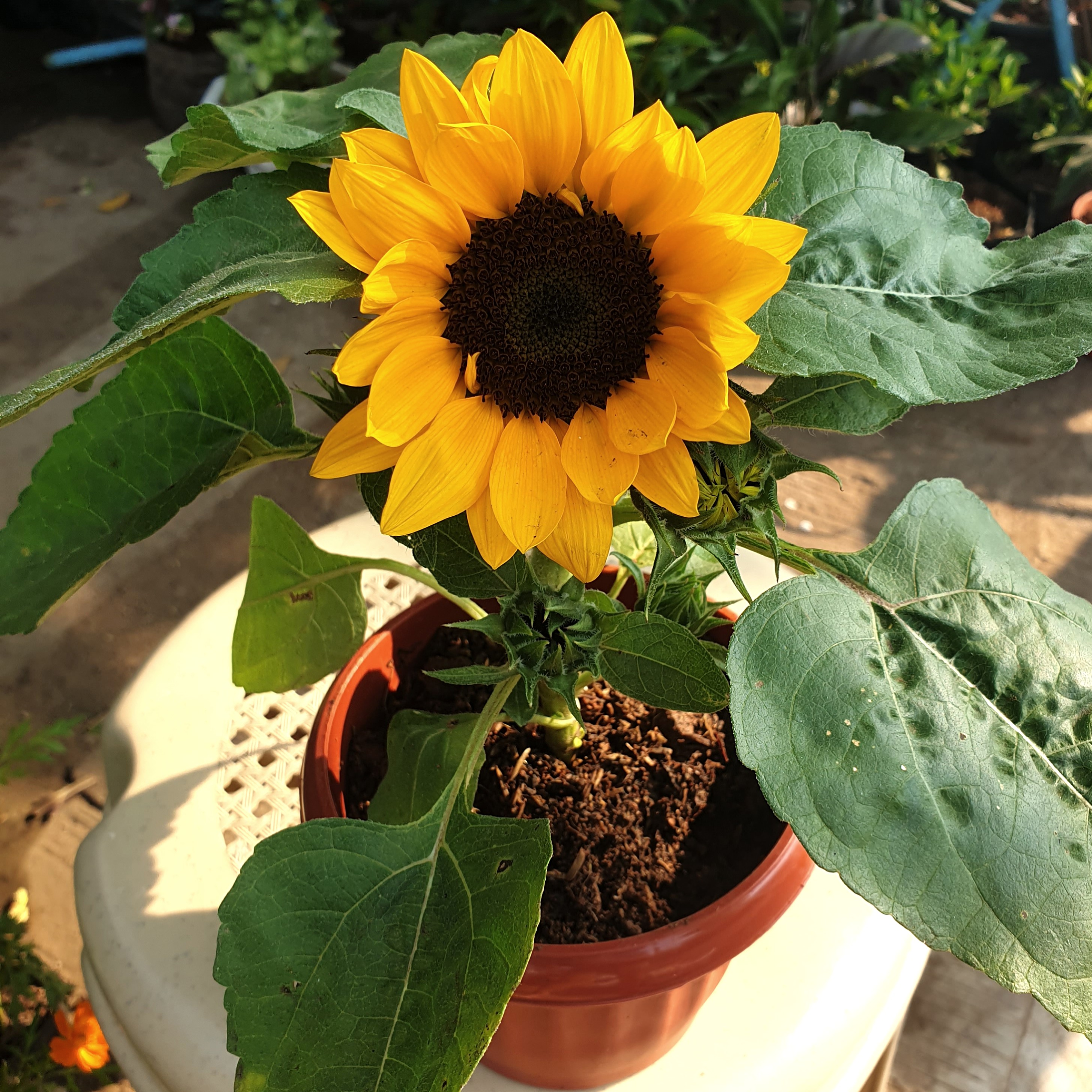 Dwarf Sunflower, Furniture & Home Living, Gardening, Plants & Seeds on