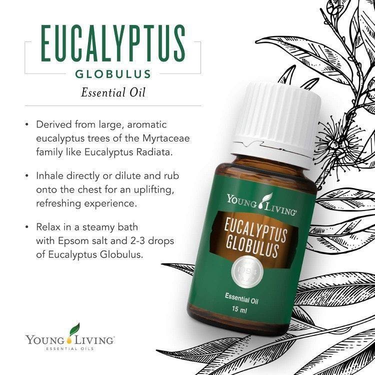 Eucalyptus Globulus Essential Oil 15ml Beauty Personal Care Bath Body Body Care On Carousell