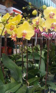 orchids for sale (perfect gift this coming mother’s day)