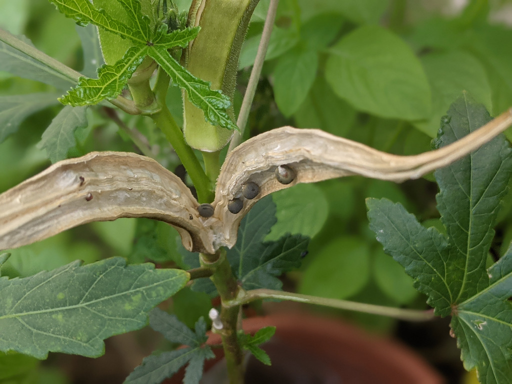 Organic Okra seeds, Furniture & Home Living, Gardening, Plants & Seeds