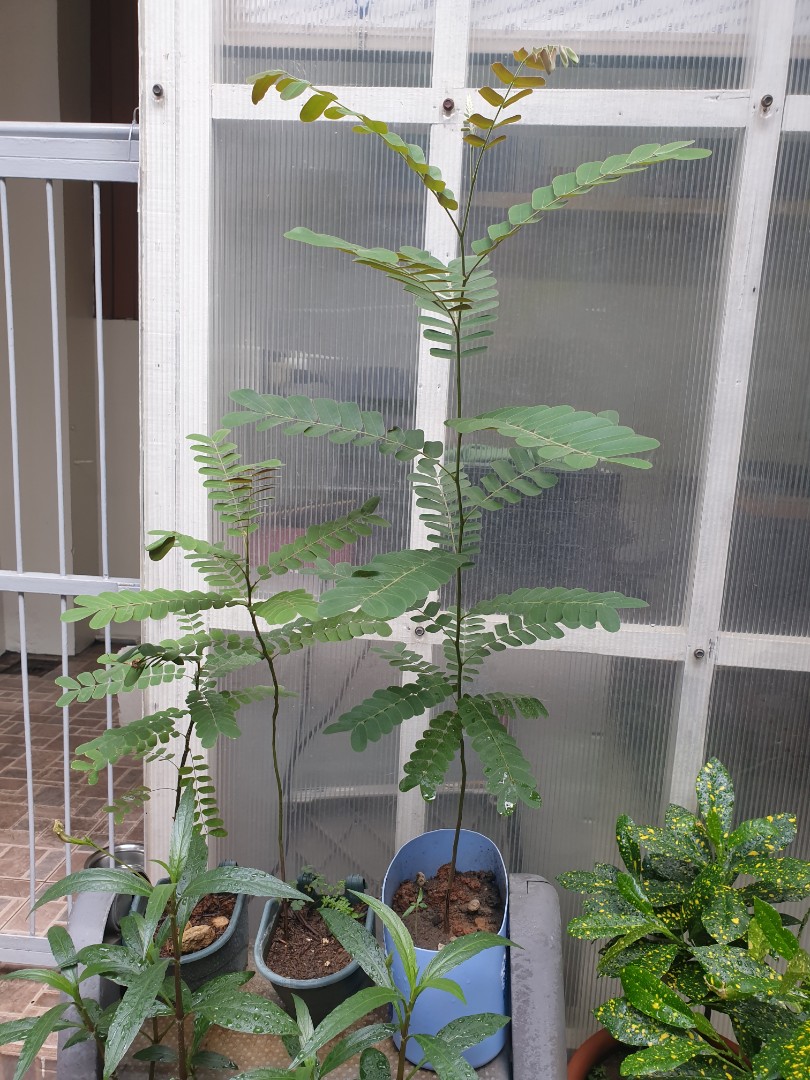 Palawan Cherry Blossom, Furniture & Home Living, Gardening, Plants