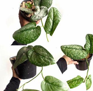 Scindapsus