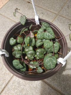 (Category: ) located in . Submitted by newplant (Listing ID 1083556217, Image 1). Description: .