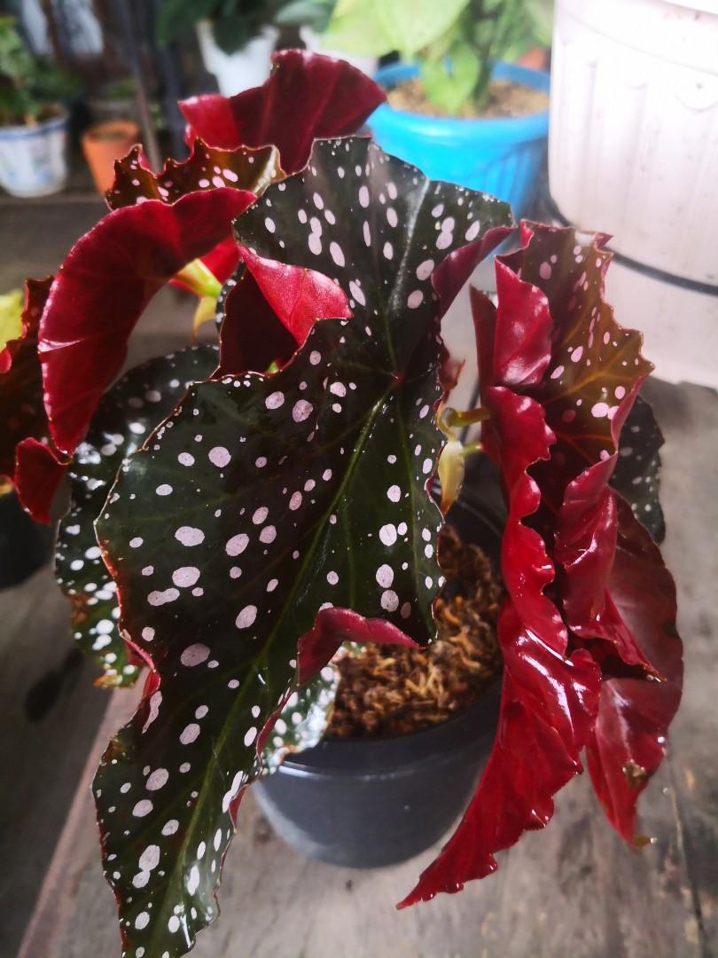 Begonia Cracklin Rosie, Furniture & Home Living, Gardening, Plants ...