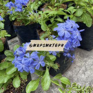 (Category: ) located in . Submitted by mrpsmktgph (Listing ID 1083816474, Image 1). Description: .