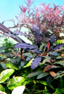 (Category: ) located in . Submitted by jntsz (Listing ID 1083792774, Image 1). Description: .
