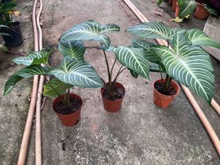 (Category: ) located in . Submitted by gardenersb (Listing ID 1083843877, Image 1). Description: .