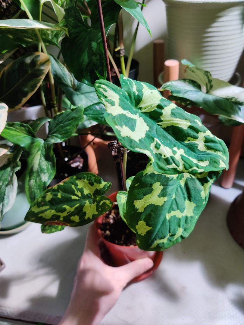 Caladium Praetermissum Hilo Beauty 希洛美人迷彩芋彩葉芋alocasia 傢俬 家居 園藝 土壤和肥料 Carousell