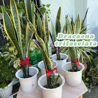 Dracaena trifasciata snake plant variegated