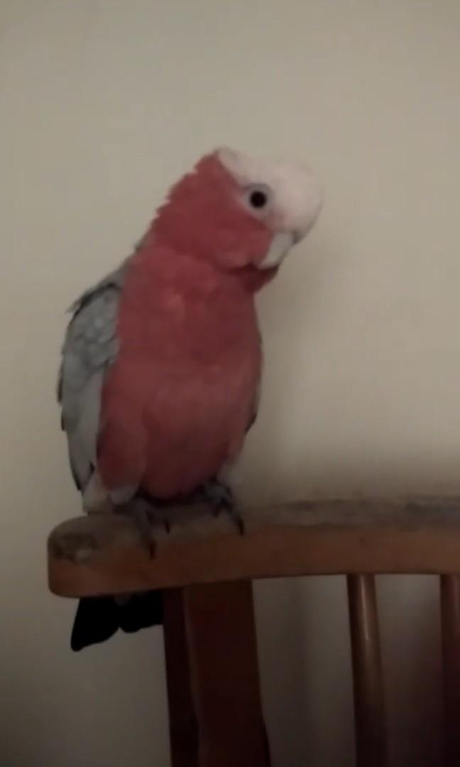 Galah top for sale