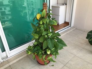 (Category: ) located in . Submitted by yanchu8 (Listing ID 1083694297, Image 1). Description: .