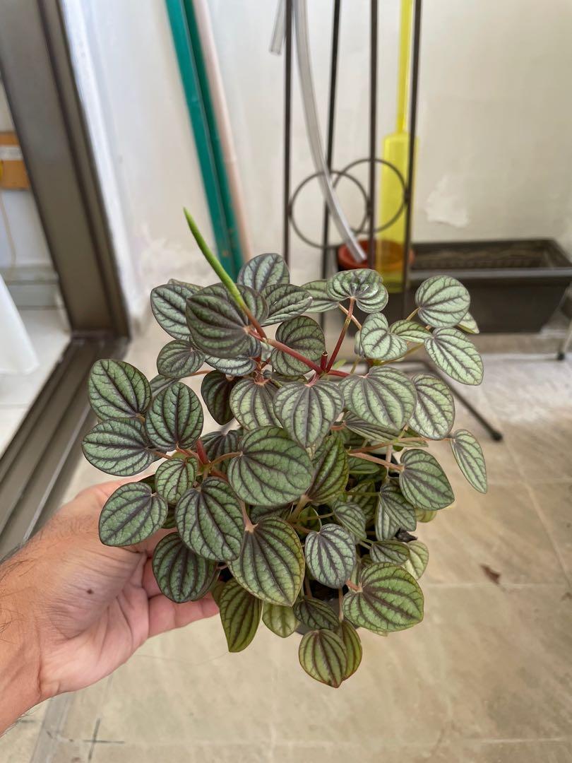Peperomia 'Piccolo Banda' main image 1