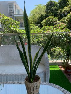 (Category: ) located in . Submitted by steph009 (Listing ID 1083703728, Image 1). Description: .