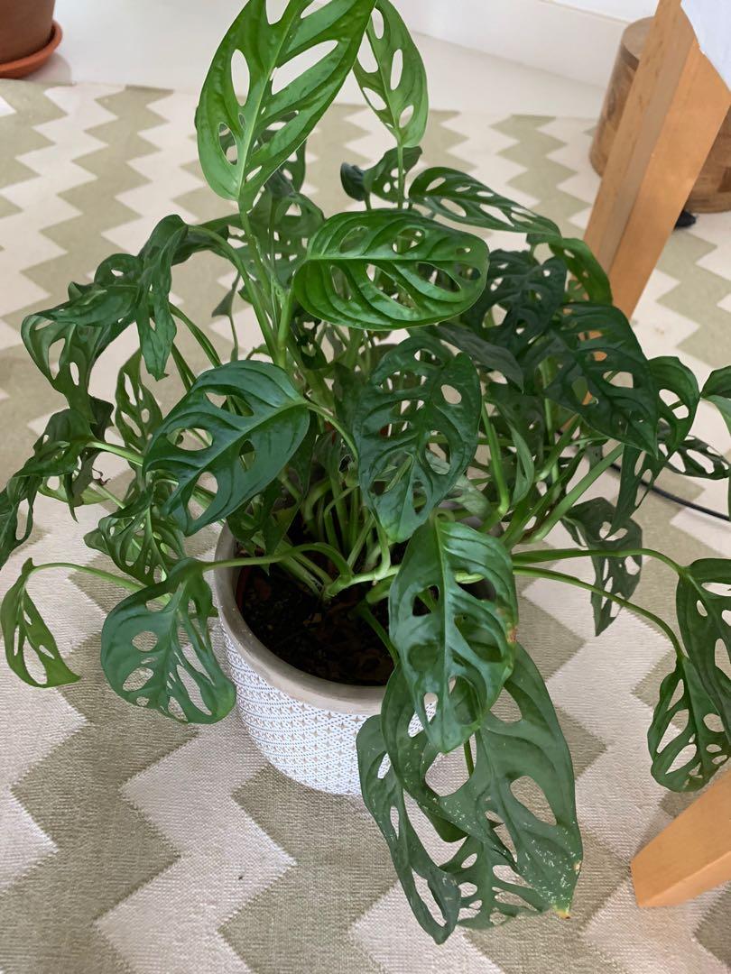 Swiss Cheese Plant // Monstera Adansonii / Fast Growing, Bushy, Healthy, Furniture & Home Living