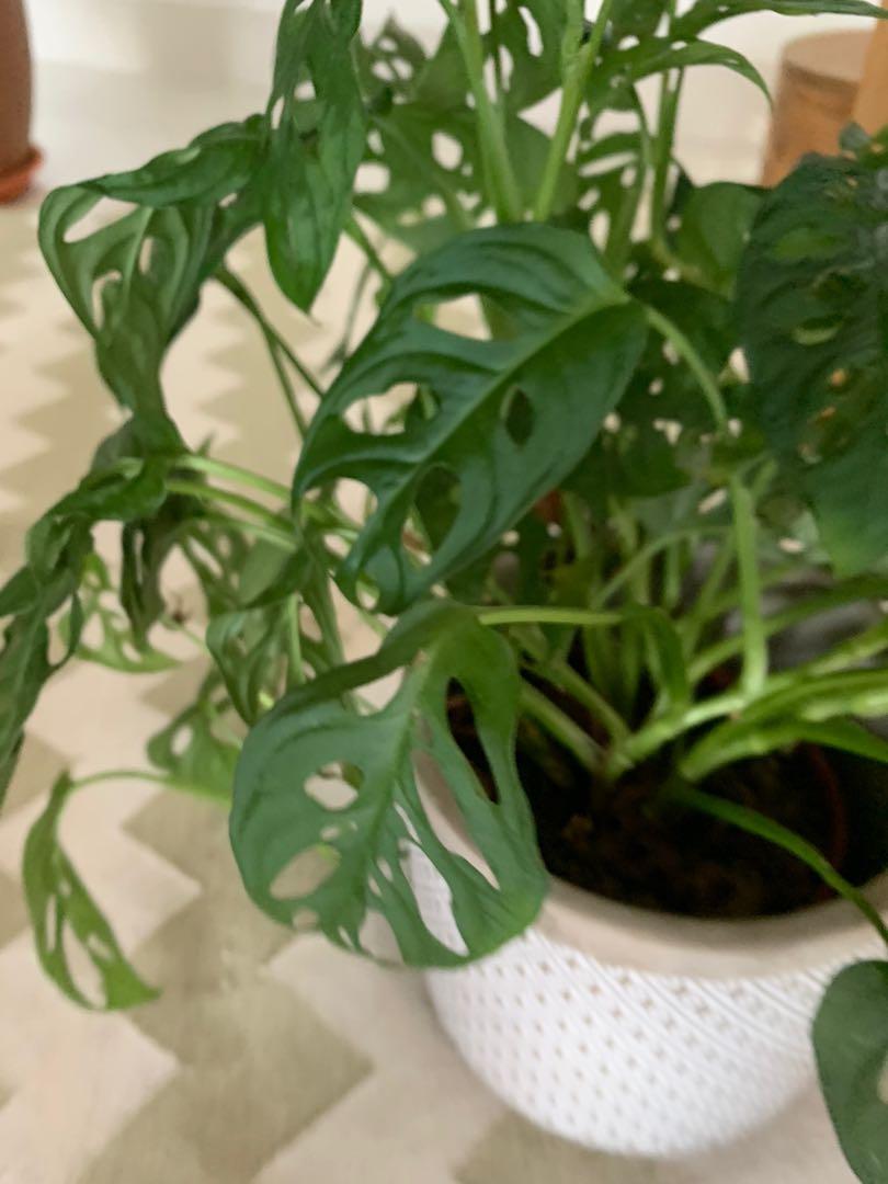 Swiss Cheese Plant // Monstera Adansonii / Fast Growing, Bushy, Healthy, Furniture & Home Living