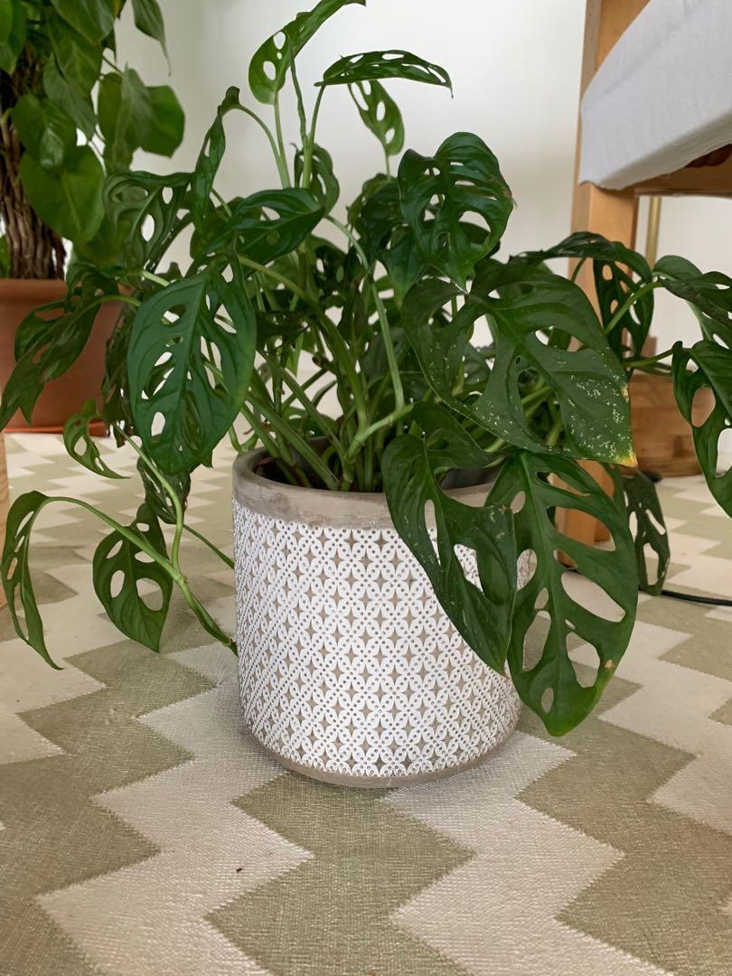 Swiss Cheese Plant // Monstera Adansonii / Fast Growing, Bushy, Healthy, Furniture & Home Living
