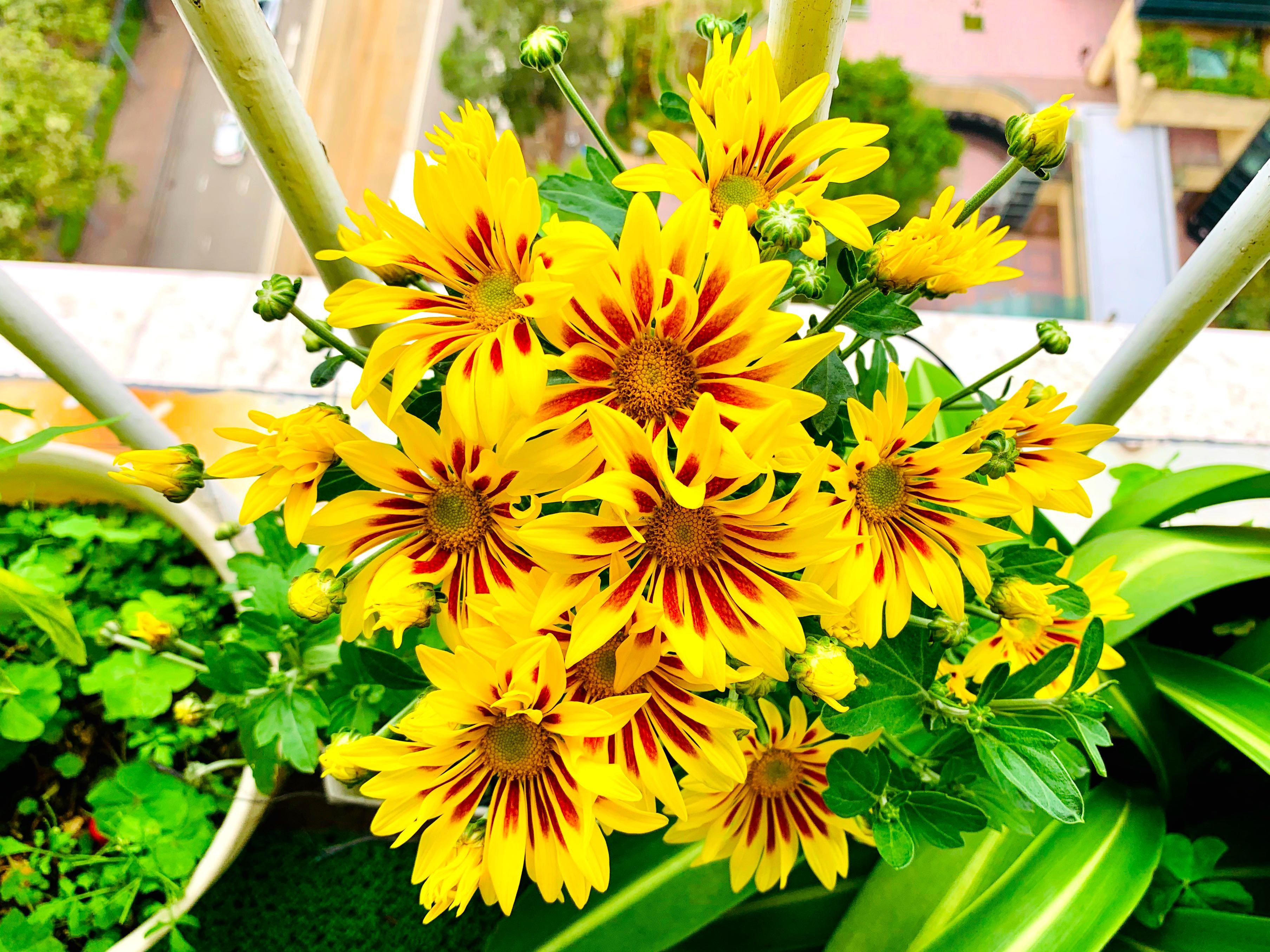 多年生 菊花連盆泥mum In Pot 傢俬 家居 園藝 盆栽 Carousell